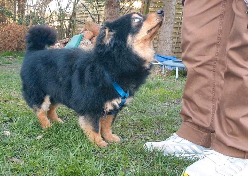 Mika, ca. 10 Jahre, 30 cm, fast blind kleine Hundepersönlichkeit in Dachau