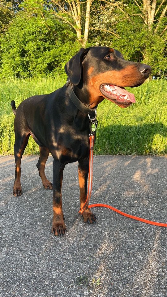 Dobermann sucht neues Zuhause in Dillingen (Saar)