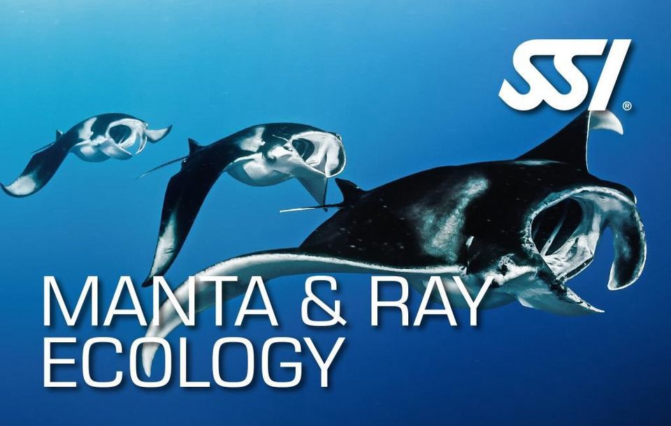 SSI Manta & Ray online Specialty  Dive SSI OWD AOWD tauchen in Welfesholz