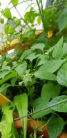 Scharfe Peperoni Pflanze (Capsicum annuum) Essen - Essen-Werden Vorschau