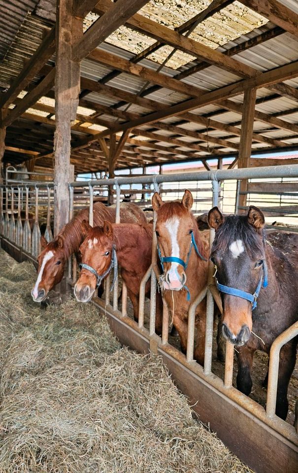 American Quarter Horse Hengstfohlen Fohlen 2023 Fuchs Braun Dun in Steinen