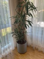 Palme Dracaena ca. 180cm groß Niedersachsen - Braunschweig Vorschau