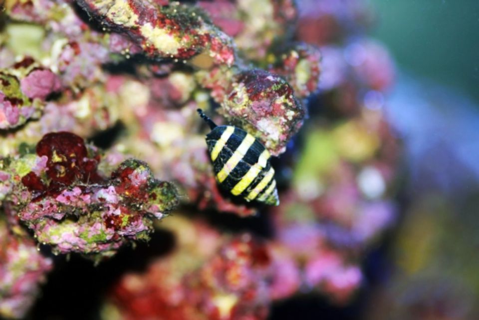 Hummelschnecke Engina medicaria Salzwasser Blickfang gelb schwarz in Backnang