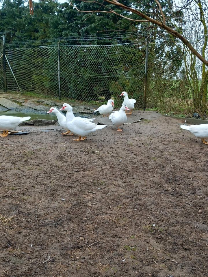 Enten Flugenten in Nordwestuckermark