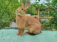 Kaninchen gedeckt eingedeckt Parchim - Landkreis - Brüel Vorschau