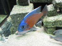 Malawibuntbarsche "Copadichromis Kadango Red-Fin" Baden-Württemberg - Murr Württemberg Vorschau