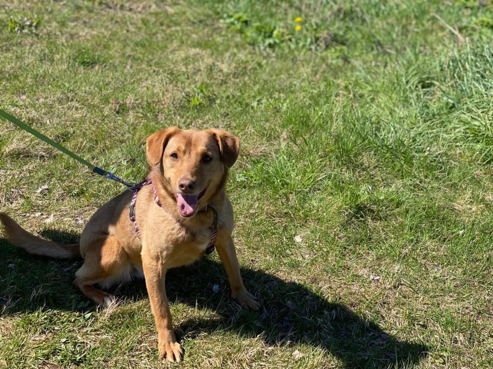 Tierschutz - Freundliche Taya Hündin sucht ein neues Zuhause! in Köln