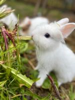 Süsse Löwenkopf Kaninchen zu verkaufen Baden-Württemberg - Konstanz Vorschau