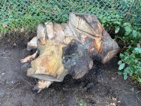 Baumstamm Wurzel Holz zu verschenken Altona - Hamburg Bahrenfeld Vorschau