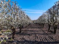 Obstbaumschnitt Baumschnitt Obstbau Apfel Birne Kirsche Pflaume Ludwigslust - Landkreis - Stralendorf Vorschau