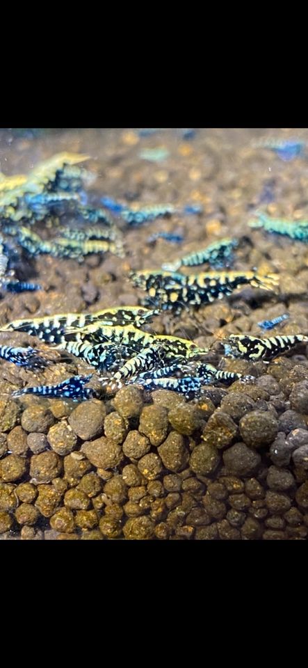 Black Blue Golden Galaxy Fishbone Snowflakes Garnelen Taiwaner in Brackenheim