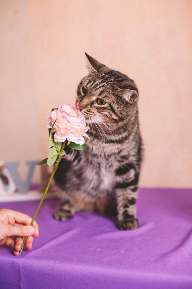 Tierschutz Kater Stepan getigert anhänglich und treu in Berlin