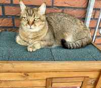 Katze/ Kater vermisst Niedersachsen - Papenburg Vorschau