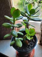 Pfennigbaum und Pilea Saarland - Illingen Vorschau
