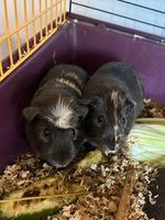 2 männliche Meerschweinchen (Brüder) gut 4 Monate alt Niedersachsen - Bückeburg Vorschau