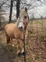 Unterstützung / Pflegebeteiligung für mein Pony Schleswig-Holstein - Hartenholm Vorschau