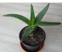 Aloe Vera Pflanze Sachsen - Bobritzsch-Hilbersdorf Vorschau