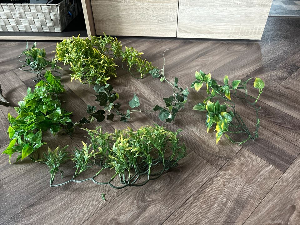 Terrarium Pflanzen Kunststoff in Thale-Neinstedt