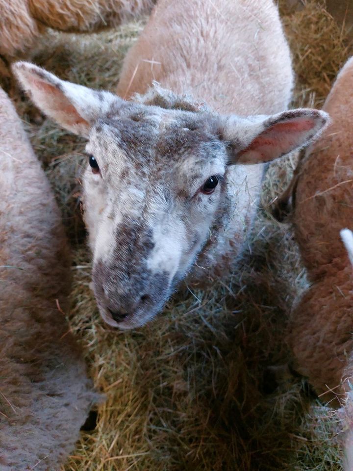 Texelbock Jährling in Schneeberg