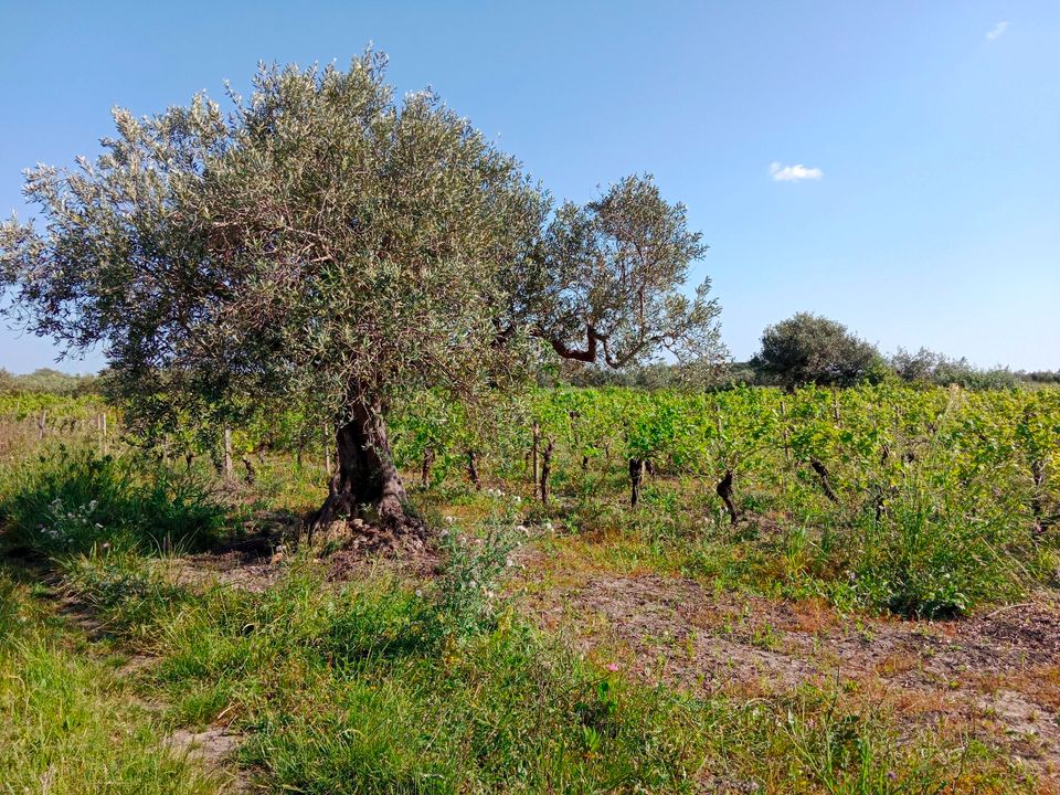 Olivenhain und Weinreben Borgata Costiera / Sizilien in Wangen im Allgäu