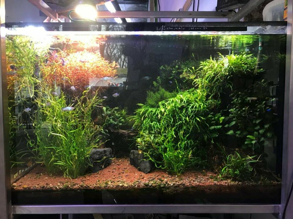 Aquarienbau/Pflege/Aquaristik Fische.EHEMALIG ZOOHAUS ELMSHORN in Halstenbek