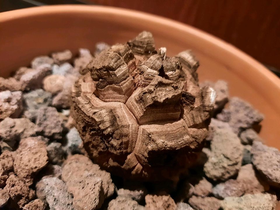 Dioscorea elephantipes var. montana, Caudex, Schildkrötenpflanze! in Kiel