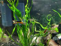 Guppies , Wildguppies Bayern - Petersaurach Vorschau