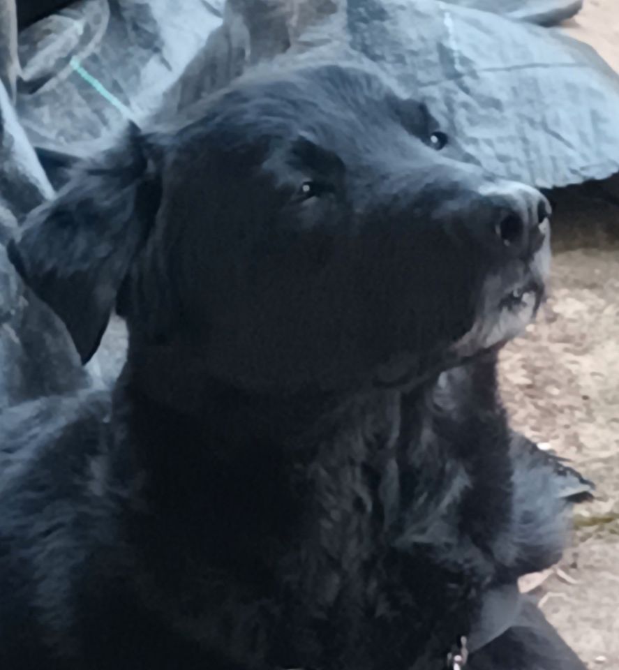 Labrador-Mischling sucht Für-Immer-Zuhause in Holzminden