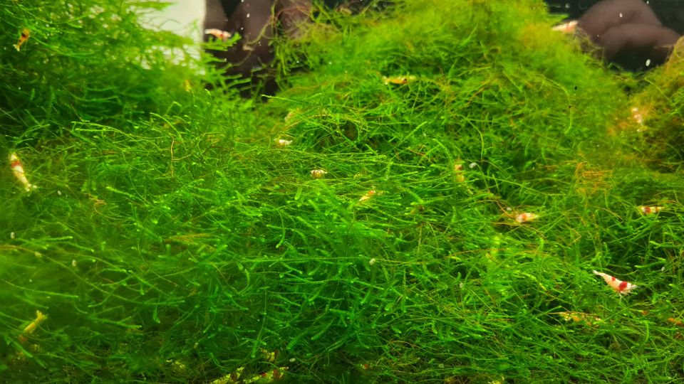 Javamoos (Taxiphyllum barbieri) Aquariumpflanzen in Lich