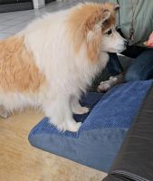 Hundetreppe NEU ❤️ 2 Stufen Blau Haustiertreppe Hund Katze Dunkel Saarbrücken-Mitte - Malstatt Vorschau