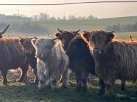 Highland Cattle Absetzer Weiblich Hochlandrinder Sachsen - Freiberg Vorschau