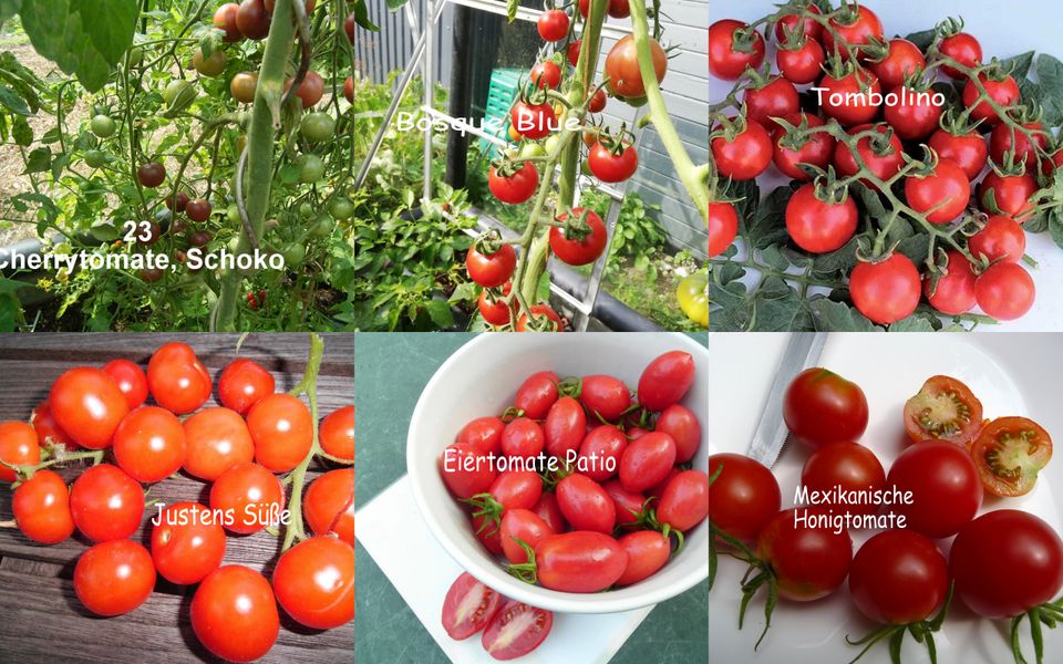 Tomatenpflanzen + Gurken + Zucchini +Chili auswählen vorbestellen in Husby