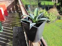 Agave, Agave americana, Agave grün, Kaktus Nordrhein-Westfalen - Kamp-Lintfort Vorschau