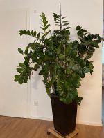 Zamioculcas zamiifolia + Lechuza Topf Nürnberg (Mittelfr) - Eberhardshof Vorschau