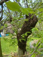 Bienenschwarm Imker Bienen Obervieland - Habenhausen Vorschau