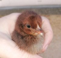 Küken Silverudds Bla Araucana Fifty Five Flowery u. Brandenburg - Oranienburg Vorschau