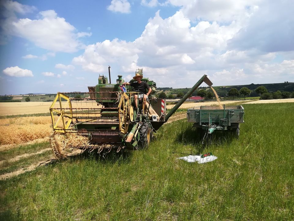 Senfmehl aus eigenem Anbau in Nieder-Hilbersheim