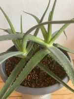 2 große Aloe Vera Barbadensis Pflanzen mit Topf Balkon Terrasse Hessen - Schauenburg Vorschau