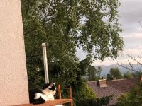 Bequeme Katzenwendeltreppe Bayern - Durach Vorschau