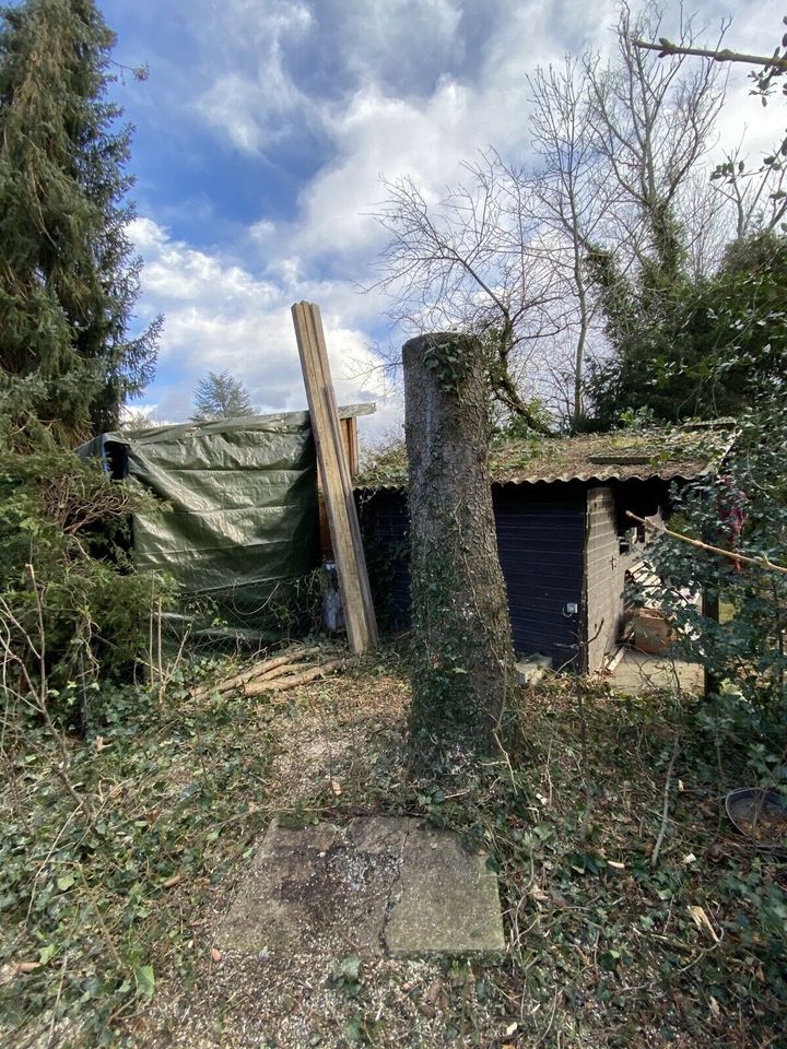 Baumfällung Seilklettertechnik Baum Schneiden Fällen in München