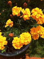 Samen Studentenblume Tagetes Bayern - Krumbach Schwaben Vorschau