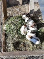 Kaninchen Riesenschecken Rheinland-Pfalz - Bärenbach Vorschau