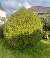 Groß Garten Baum, schön form, ca. 240cm gross Hessen - Bad Homburg Vorschau