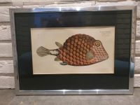 Bild Ostracion Trigonus Ludwig Schmidt  gerahmt Antik Fisch Rheinland-Pfalz - Ober-Flörsheim Vorschau