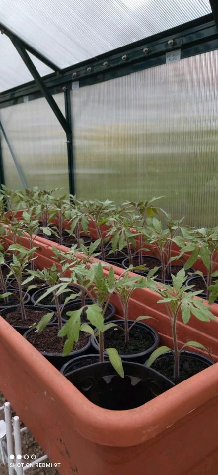Tomaten Pflanzen in Niestetal