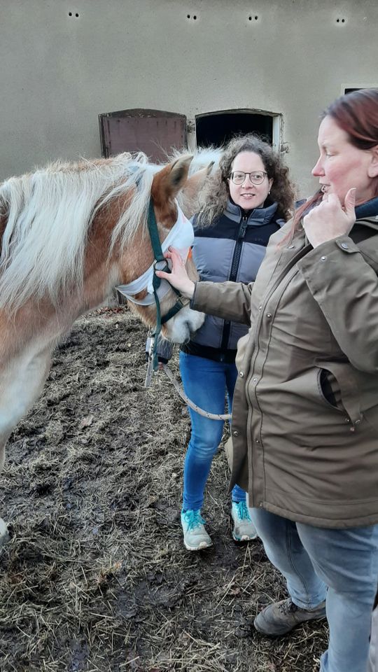 Biete 1.Hilfe Kurs für Pferde in Glandorf