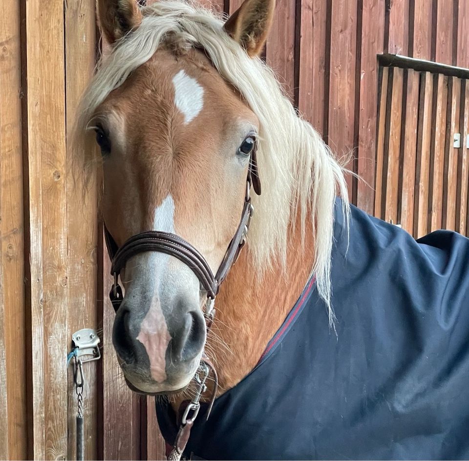 Reitbeteiligung an jungem Haflinger in Oering