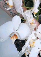 Orchidee Phalaenopsis Multihybride mit Blütentrieb Niedersachsen - Stadthagen Vorschau