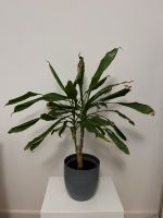 Pflanze Palme 70 cm Schleswig-Holstein - Flensburg Vorschau