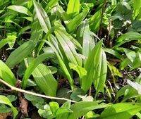 Bärlauch sicher bestimmten brocken Wildkräuter Garten Bayern - Reichertsheim Vorschau